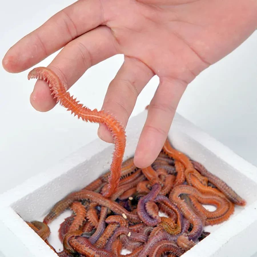 Deniz Solucanı (Lugworm) Deniz Solucanı (Lugworm)